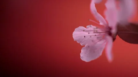 Pink cherry blossom, Slow Motion Stock Footage 10966299