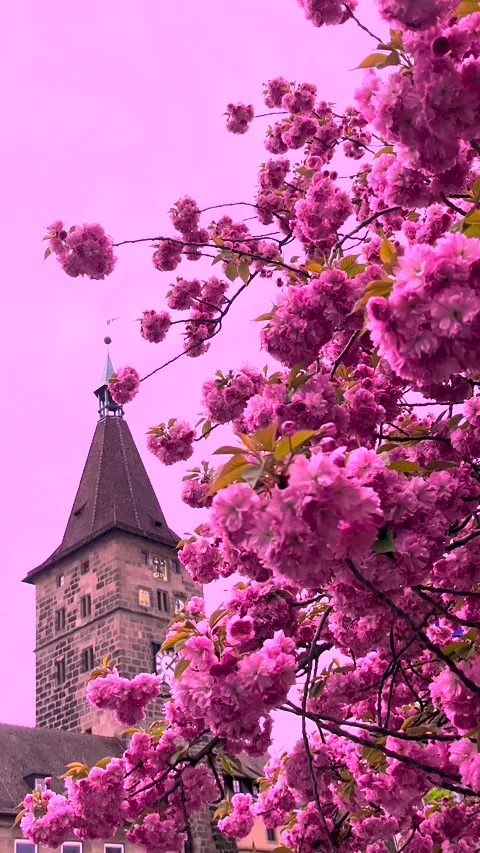 Pink cherry blossom in spring. Cherry blossom tree Stock Footage 275196973