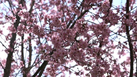 Pink cherry blossom in spring Stock Footage 87182402