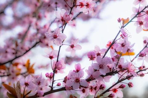 Pink cherry blossom in spring. Spring blossom background. Beautiful Orchard. Stock Photos
