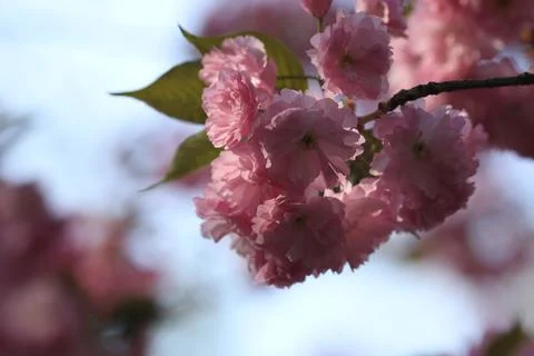 Pink Cherry blossom in spring time Stock Photos
