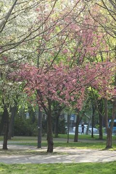 Pink Cherry blossom in spring time Foto stock