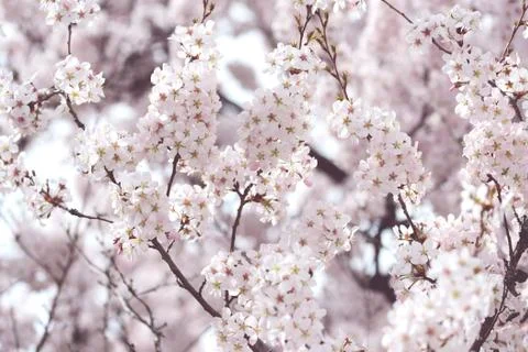 Pink cherry blossom in springtime. fullframe background. vintage retouch Stock Photos