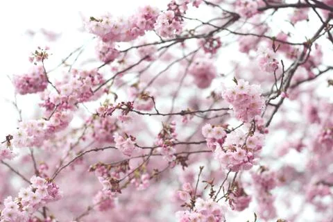 Pink cherry blossom in springtime. fullframe background. vintage retouch Stock Photos