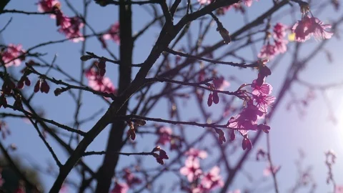 Pink cherry blossom with sunshine at spring time Stock Footage 87185300