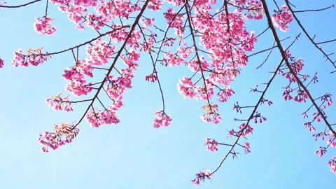 Pink cherry blossom tree and clear sky in springtime season Stock Footage 263183204