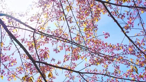 Pink cherry blossom tree and clear sky in springtime season Stock Footage 263183268