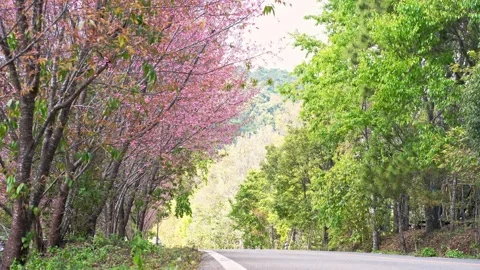 Pink cherry blossom tree and country road in springtime season Stock Footage 263183272