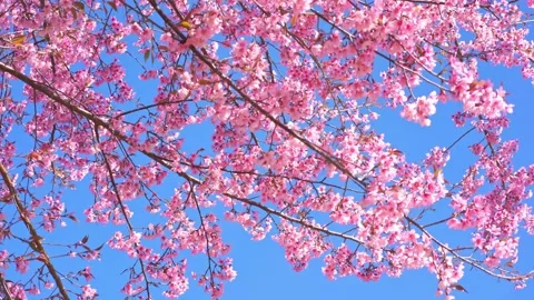 Pink cherry blossom tree and clear sky in springtime season Stock Footage 263183371