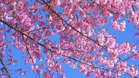 Pink cherry blossom tree and clear sky in springtime season Stock Footage 264747954