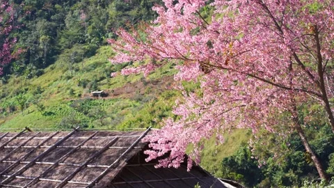 Pink cherry blossom tree and country cabin in springtime season Stock Footage 264747963