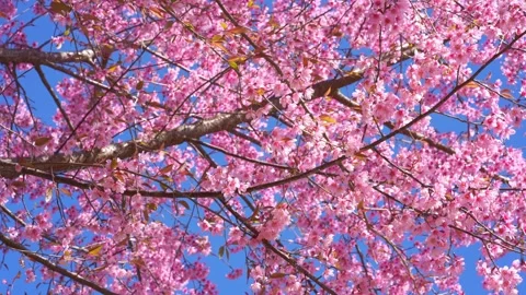 Pink cherry blossom tree and clear sky in springtime season Stock Footage 267069052