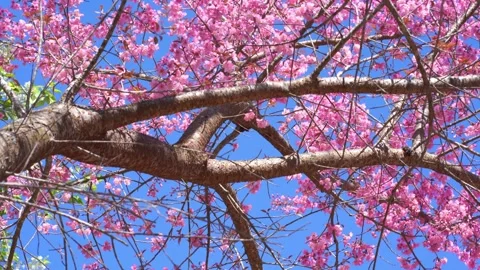 Pink cherry blossom tree and clear sky in springtime season Stock Footage 267960089