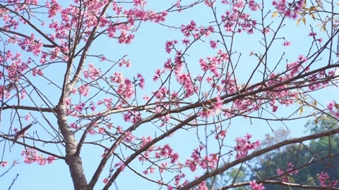 Pink cherry blossom tree and clear sky in springtime season Stock Footage 274387756