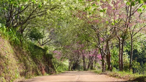 Pink cherry blossom tree and country road in springtime season Stock Footage 274387760