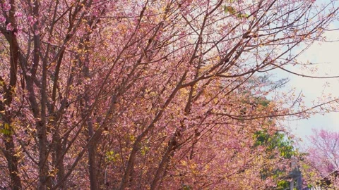 Pink cherry blossom tree and clear sky in springtime season Stock Footage 274387761