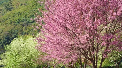 Pink cherry blossom tree and mountain in springtime season Stock Footage 274387765