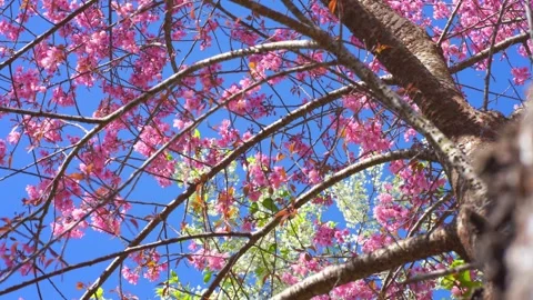 Pink cherry blossom tree and clear sky in springtime season Stock Footage 274387766