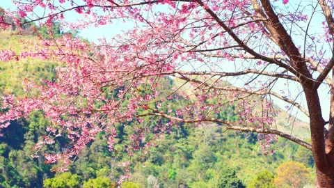 Pink cherry blossom tree and mountain in springtime season Stock Footage 274387769