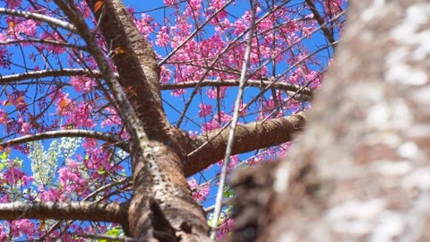 Pink cherry blossom tree and clear sky in springtime season Stock Footage 274387770