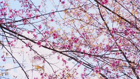 Pink cherry blossom tree and sky in springtime season Stock Footage 277093190