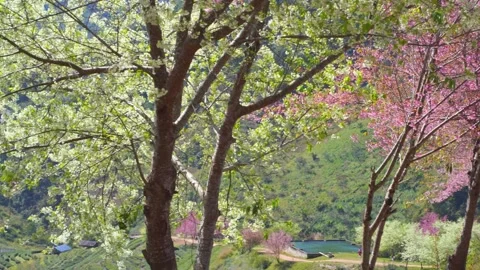 Pink cherry blossom tree and sky in springtime season Stock Footage 277093372