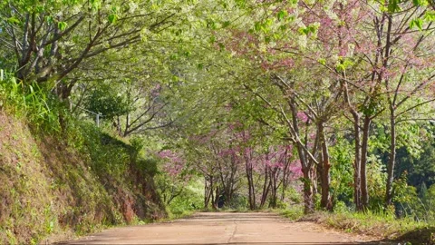 Pink cherry blossom tree and clear sky in springtime season Stock Footage 296788447