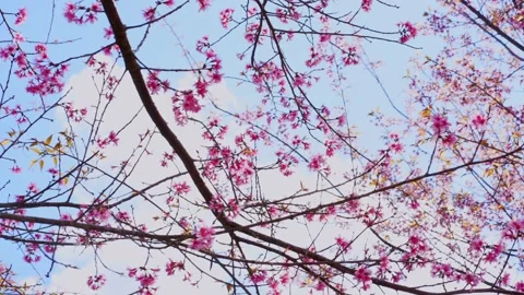 Pink cherry blossom tree and clear sky in springtime season Stock Footage 296788629