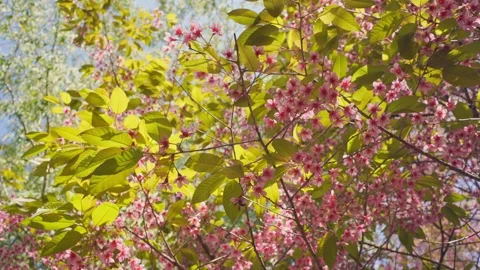 Pink cherry blossom tree and clear sky in springtime season Stock Footage 301601759