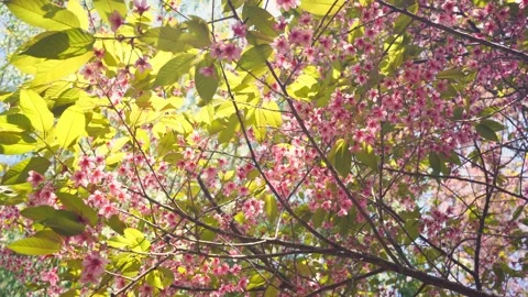 Pink cherry blossom tree and clear sky in springtime season Stock Footage 302343643