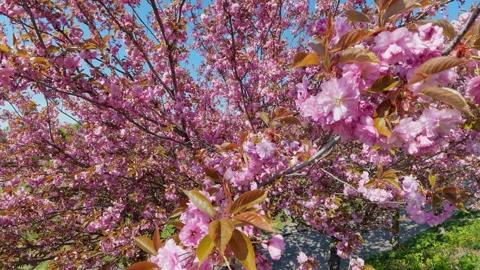 Pink Cherry Blossom Tree Blooming In Spring Park Under Blue Sky Stock Footage 335644769