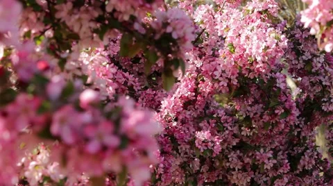 Pink Cherry Blossom Tree Blowing in the Wind Stock Footage 41776804