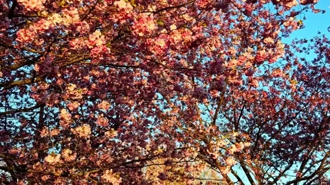 Pink cherry blossom tree branches swaying in the wind against a clear blue sky Stock Footage 336719647