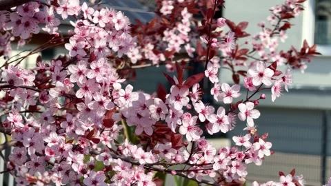 Pink cherry blossom tree flowers blooming in spring Stock Footage 342919359