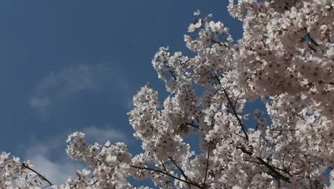 Pink cherry blossom tree Stock Footage 11019675