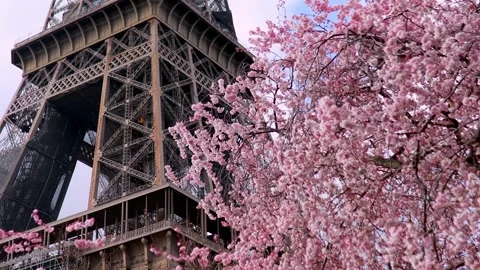 Pink cherry blossom tree in full bloom and Eiffel tower over the blue sky Stock Footage 316849482