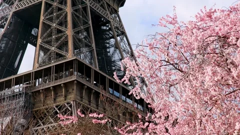 Pink cherry blossom tree in full bloom and Eiffel tower over the blue sky Stock Footage 316849487