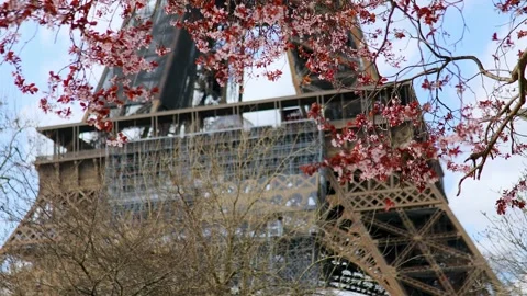 Pink cherry blossom tree in full bloom and Eiffel tower over the blue sky Stock Footage 316849534