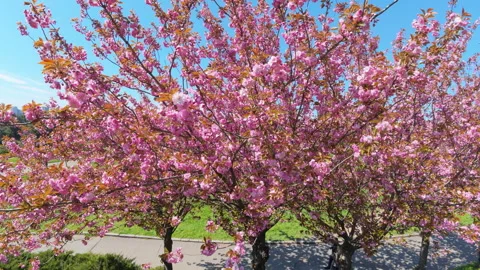 Pink Cherry Blossom Tree In Full Bloom Under Blue Sky In Spring Park 스톡 동영상 347606371