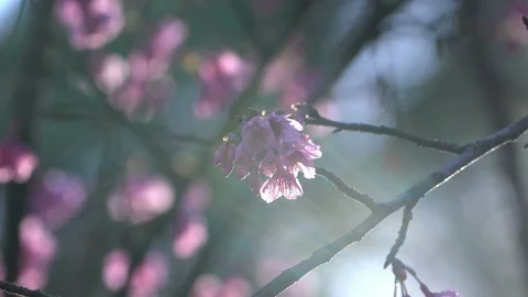 Pink cherry blossom tree at park Video stock 100894247