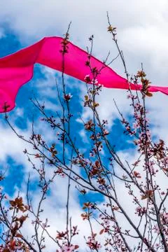 Pink cherry blossom tree. Stock Photos