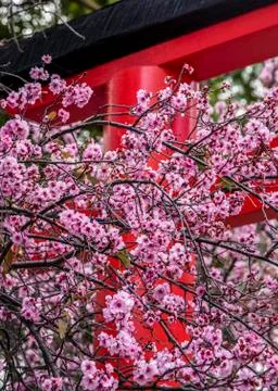 Pink cherry blossom tree. Stock Photos