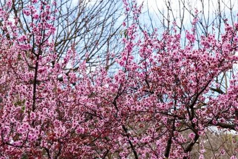Pink cherry blossom tree. Stock Photos