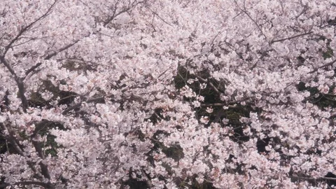 Pink Cherry blossom tree in spring Stock Footage 123575715
