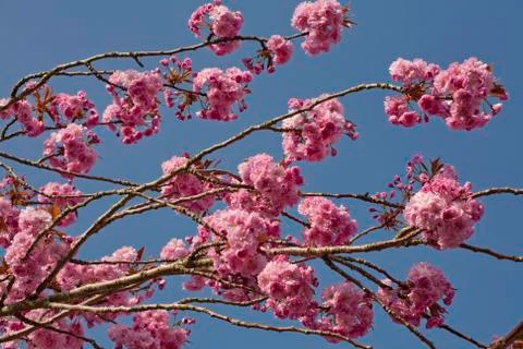 Pink cherry blossom tree in spring Stock Photos