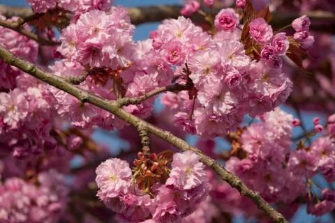 Pink cherry blossom tree in spring Stock Photos