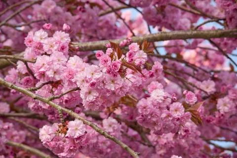Pink cherry blossom tree in spring Stock Photos