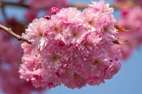 Pink cherry blossom tree in spring Stock Photos