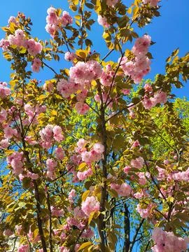 Pink Cherry Blossom Tree in Spring Sunshine Stock Photos