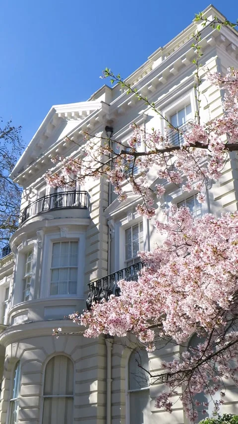 Pink Cherry Blossom Tree on Stanley Crescent, Notting Hill, London 4K Vertical 스톡 동영상 332156397